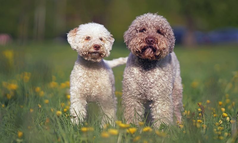 Lagotto Romagnolo