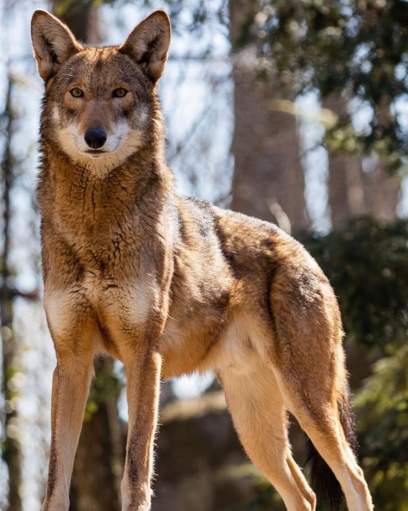 Red Wolf