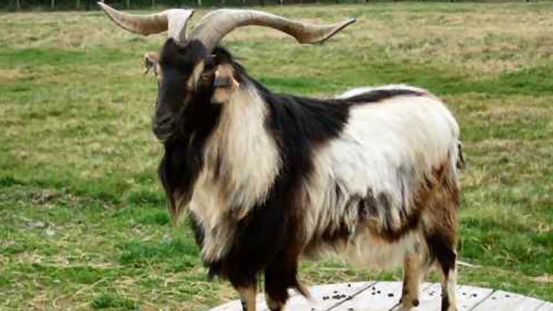 Arapawa Goat