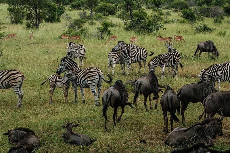 Kruger National Park