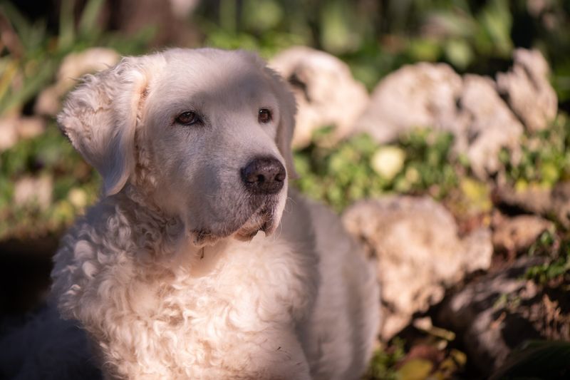 Kuvasz