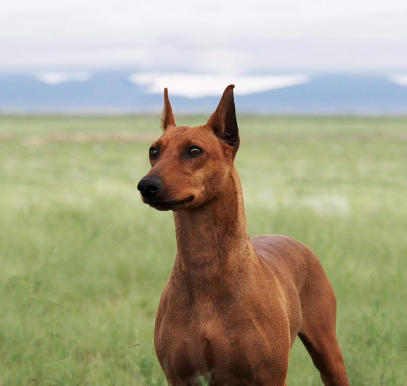 German Pinscher