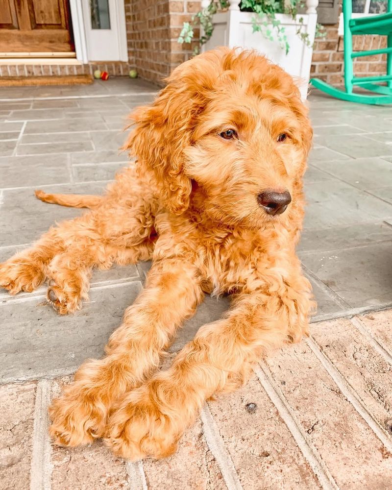 Goldendoodle