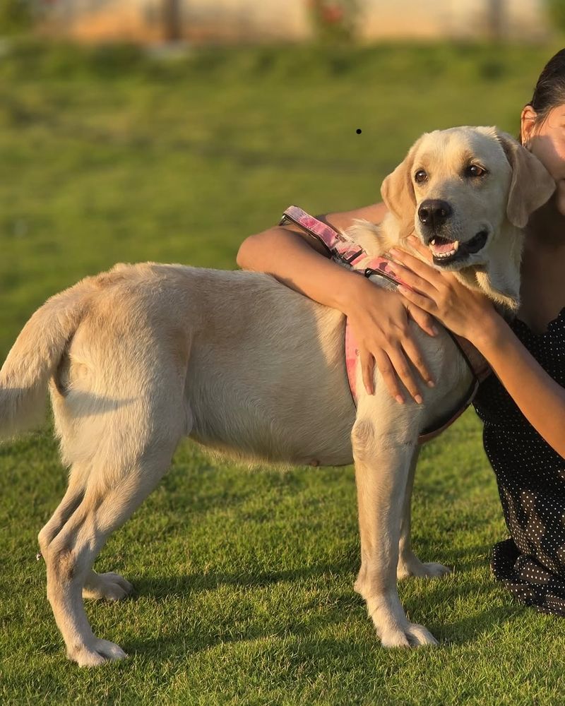 Labrador Retriever