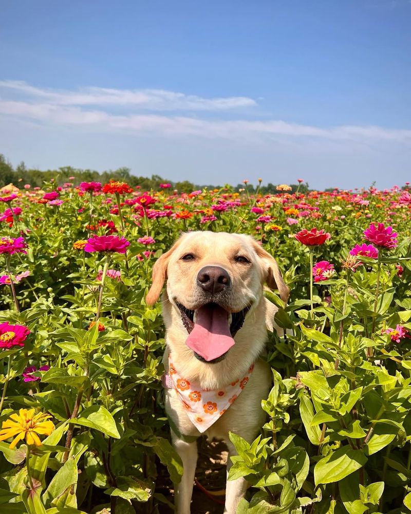Labrador Retriever
