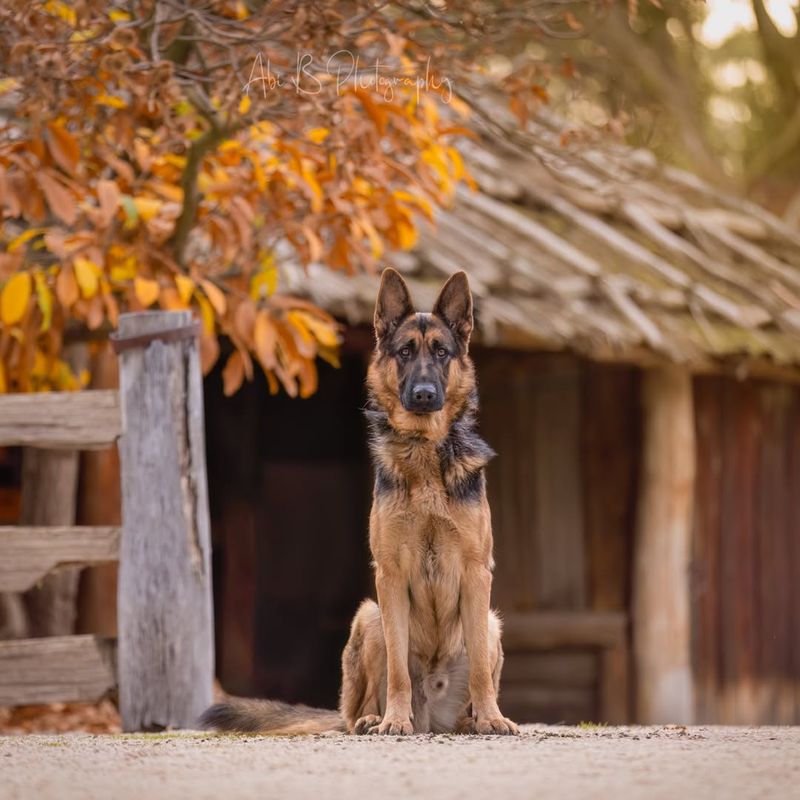 German Shepherd Dog