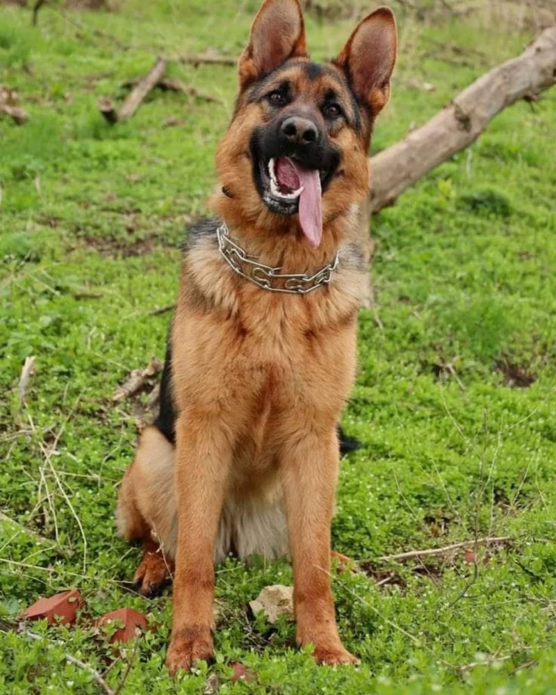 German Shepherd