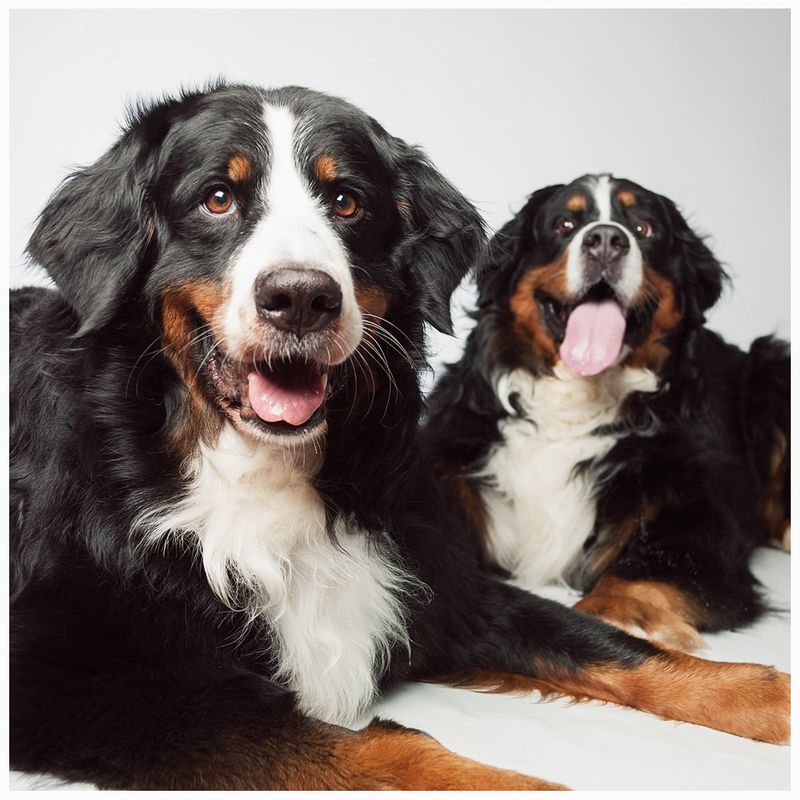 Bernese Mountain Dog