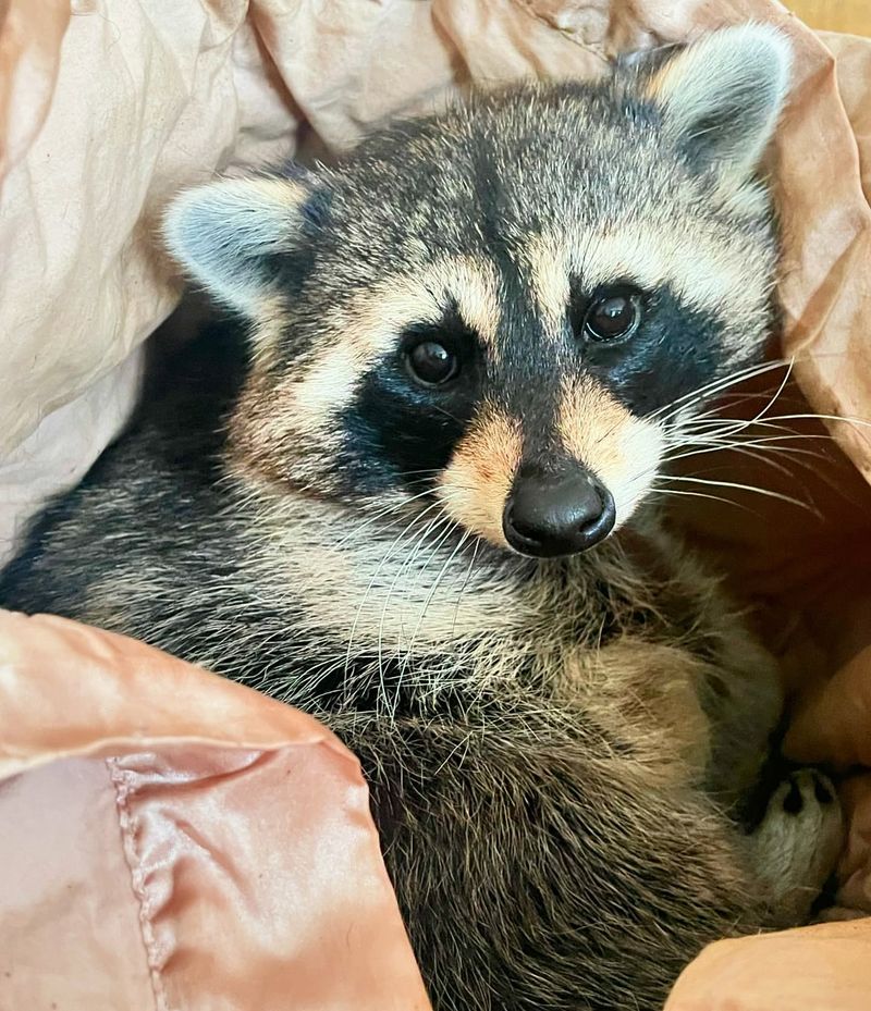 Lack Of Veterinary Care