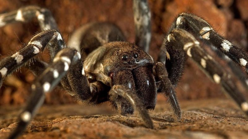 Desertas Wolf Spider