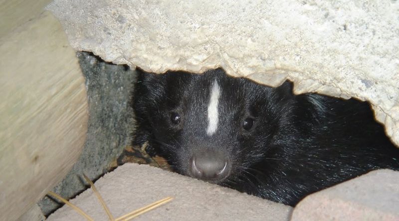 Skunks – In Dens Or Under Decks
