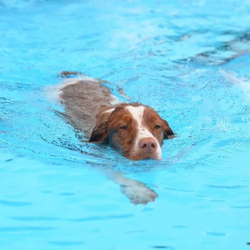 Brittany Spaniel