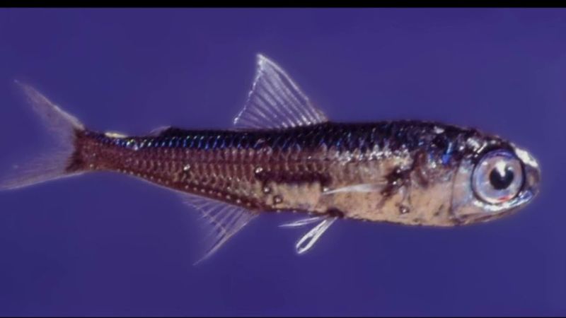 Lanternfish