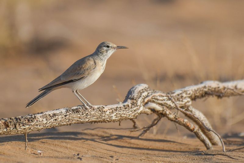 Hoopoe Lark