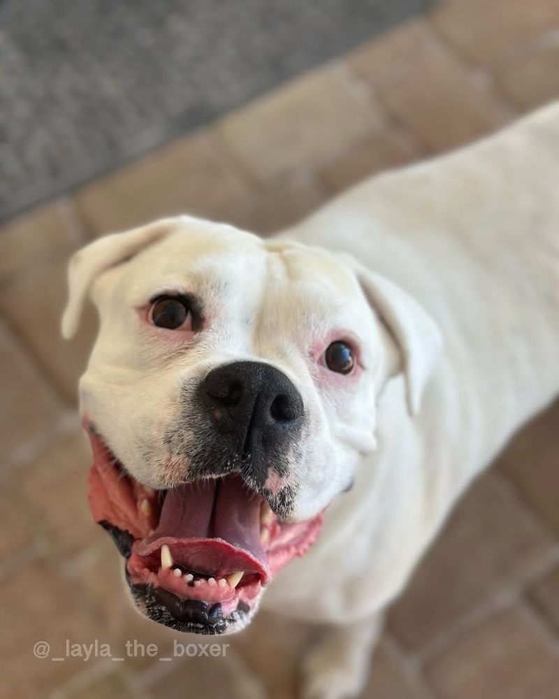 Layla The Dog Brings Truth To Light