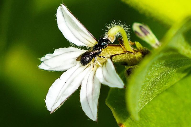 Yellow-Faced Bee