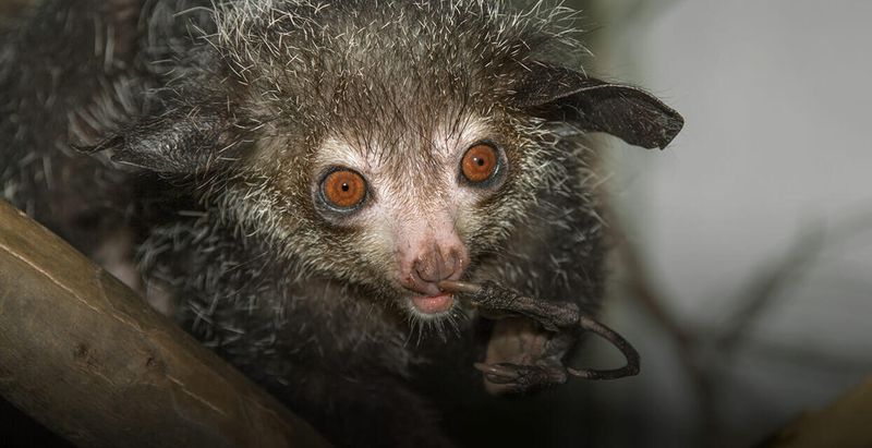 Aye-Aye