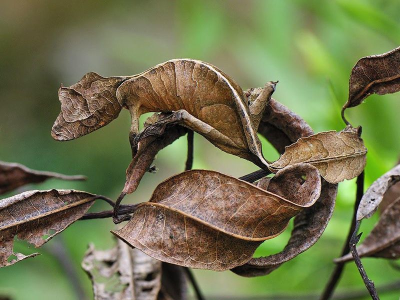 Leaf-Tailed Gecko