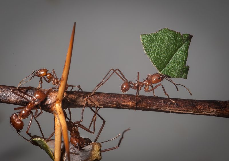 Leafcutter Ants