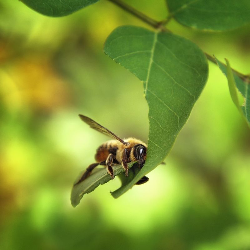 Leafcutter Bees