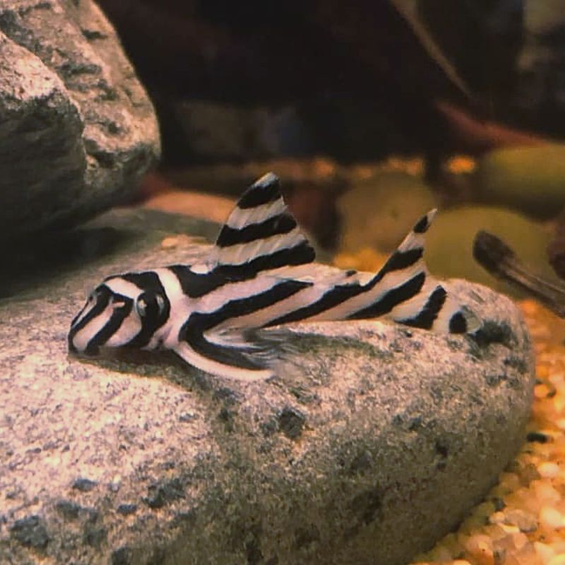 Zebra Pleco