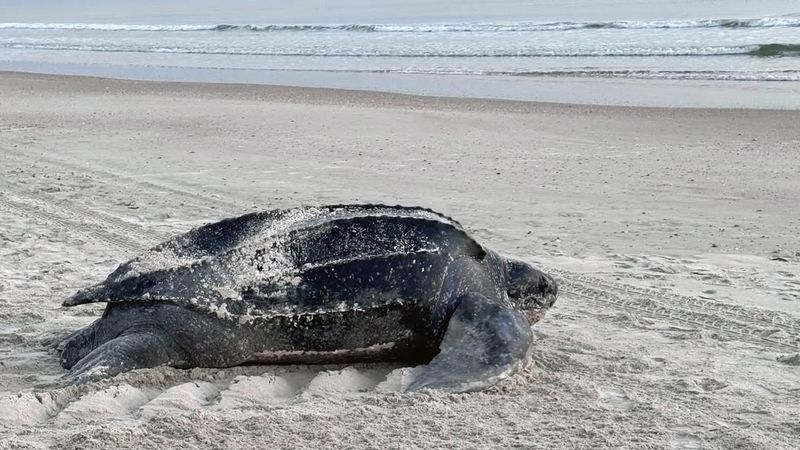 Leatherback Turtle