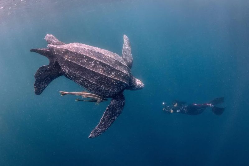 Leatherback Turtle
