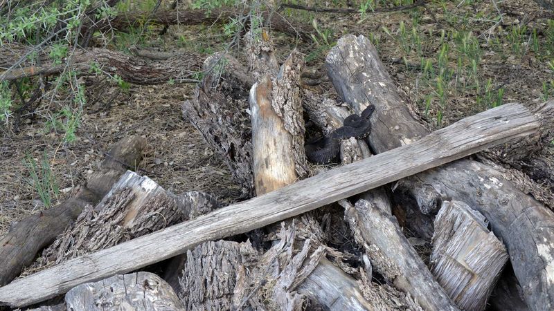 Woodpiles And Rock Piles