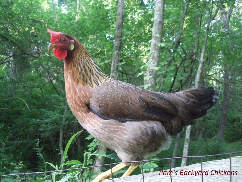 Leghorn