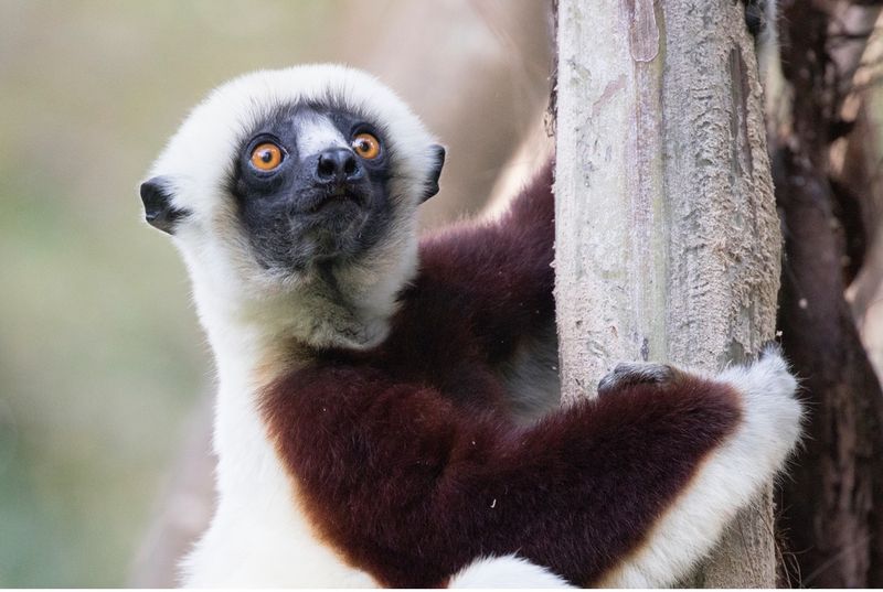 Lemurs