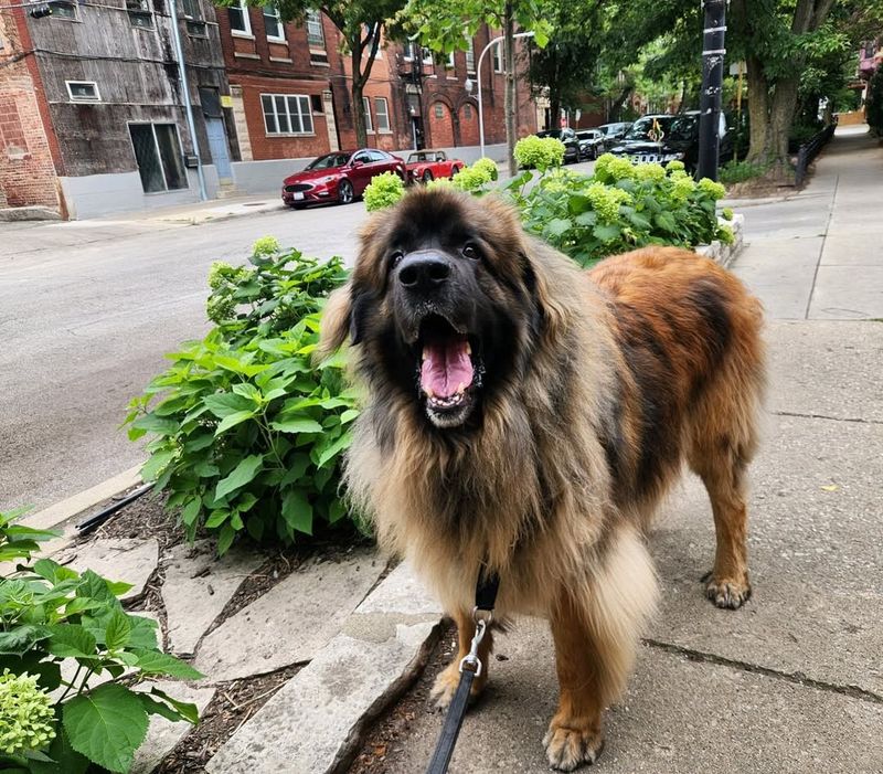 Leonberger