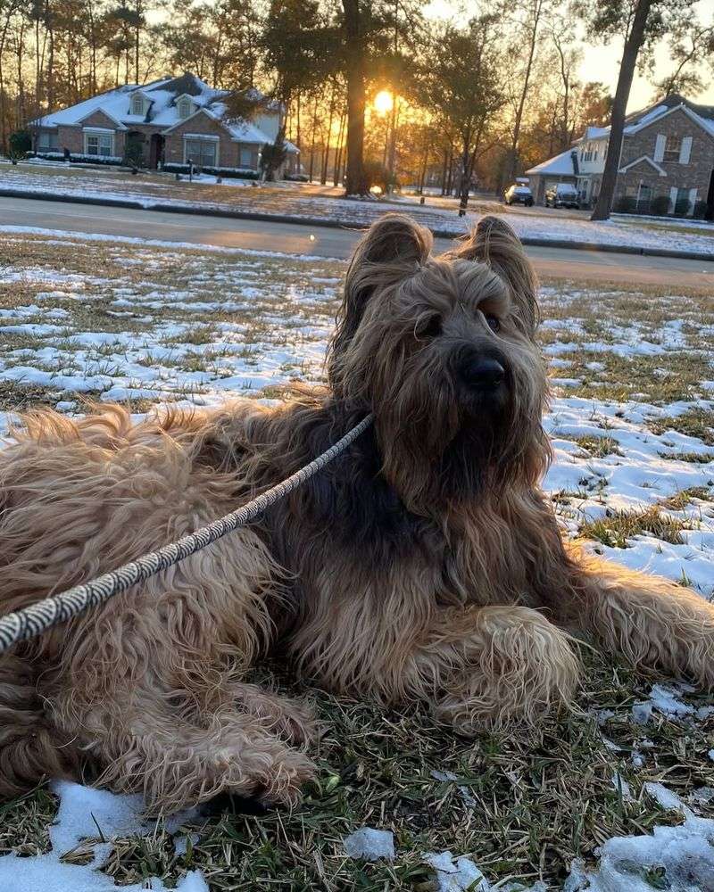 Briard