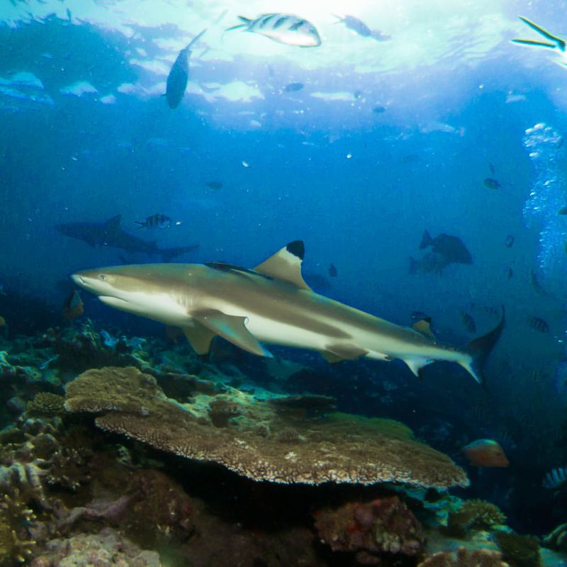 Blacktip Reef Shark