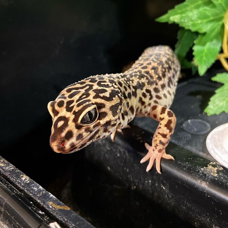 Leopard Gecko