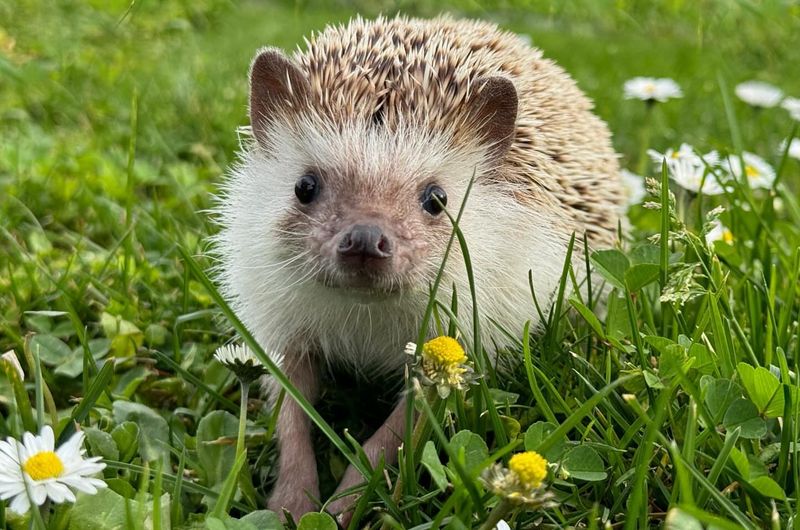 African Pygmy Hedgehog