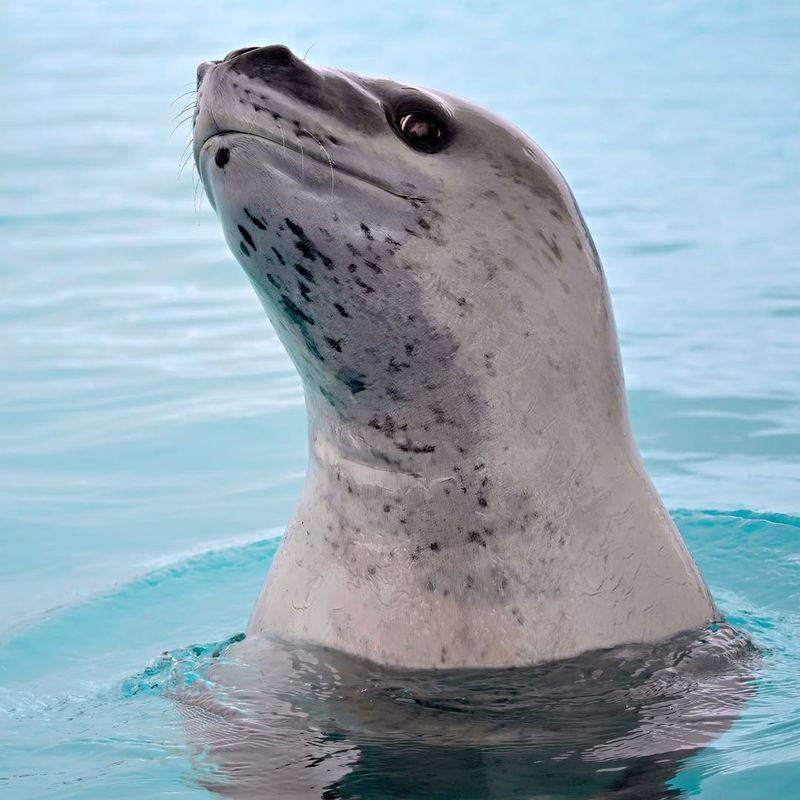 Leopard Seal