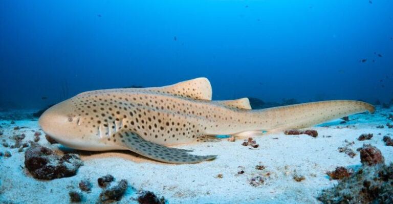 Leopard Sharks: 10 Facts About The Predators That Swim Inland For Food