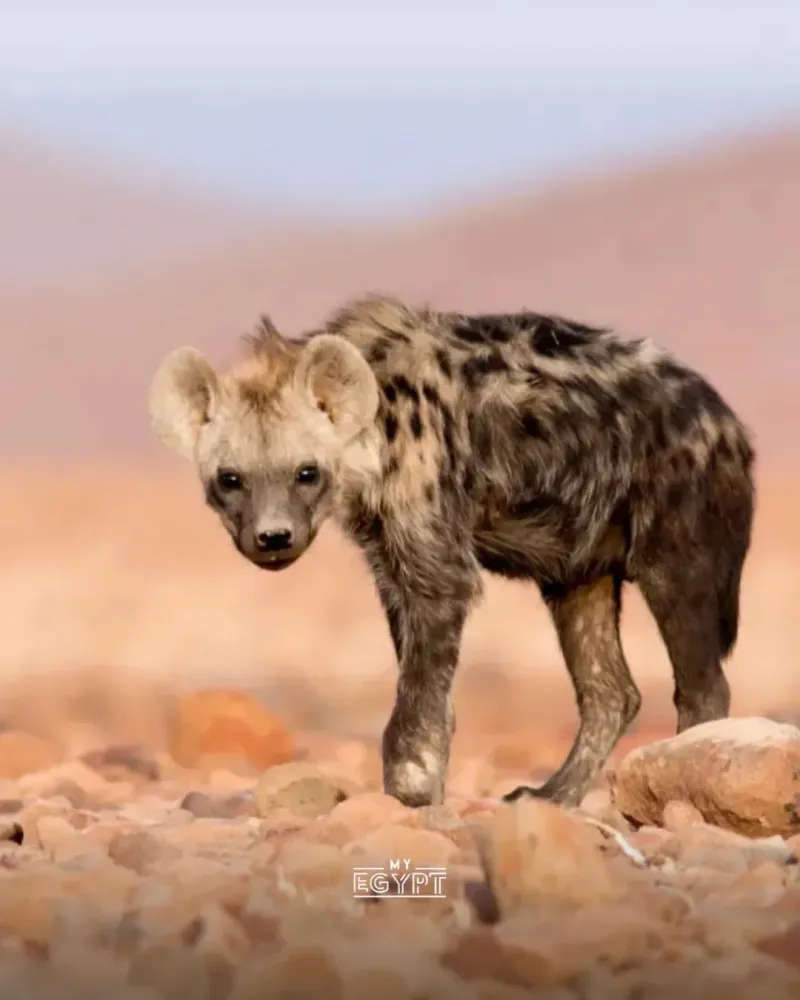 Spotted Hyena