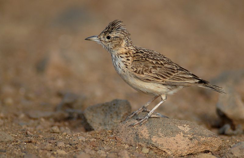 Raso Lark