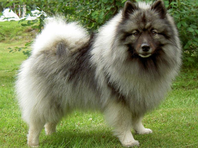 Keeshond