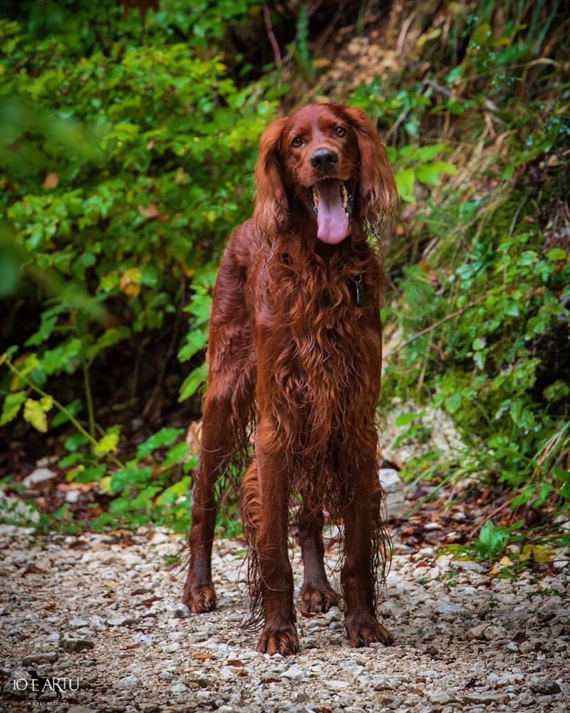 Irish Setter