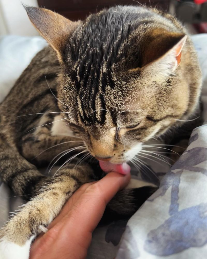 Licking And Grooming