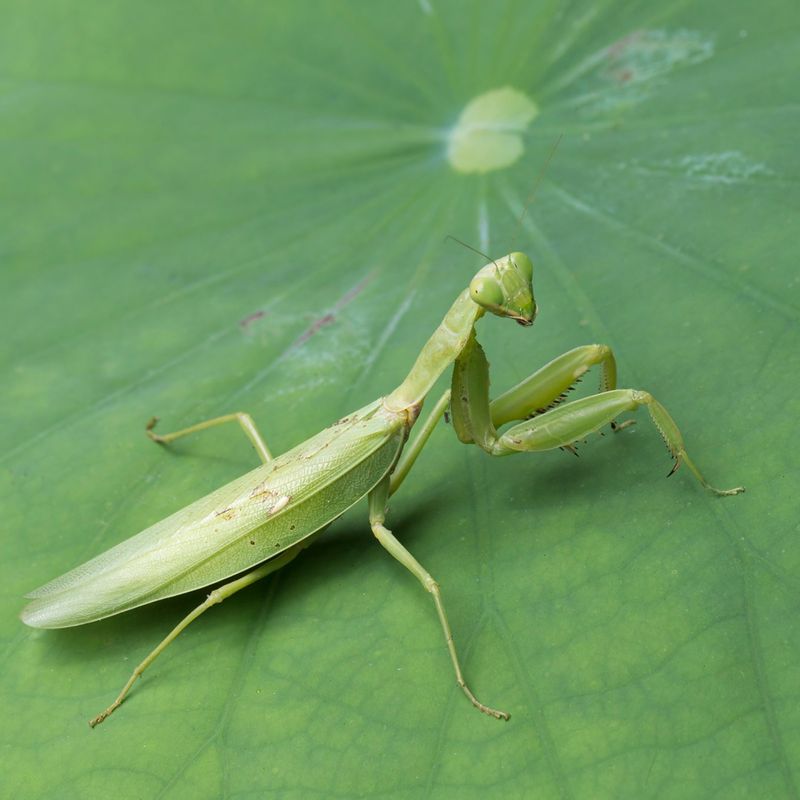 Life Cycle And Reproduction