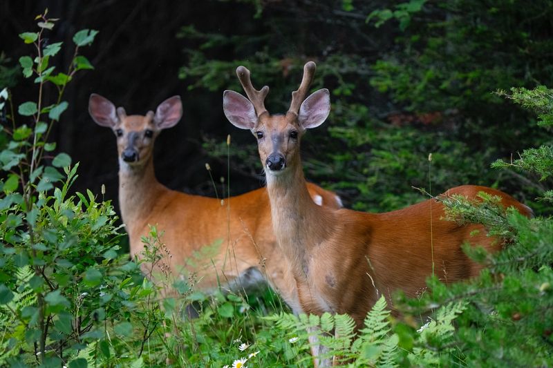 Life Expectancy In The Wild
