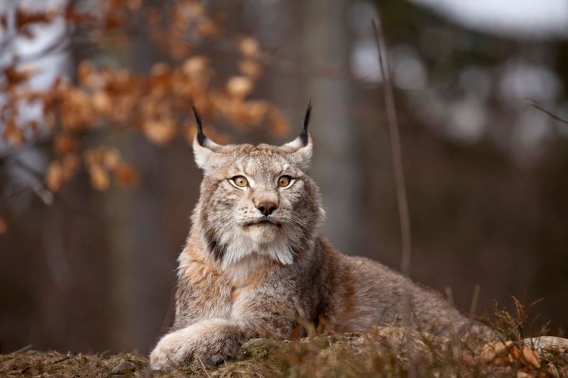 Climbing Skills: Lynx's Arboreal Adventures