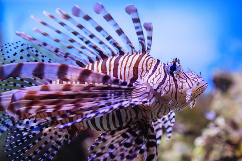 Lionfish