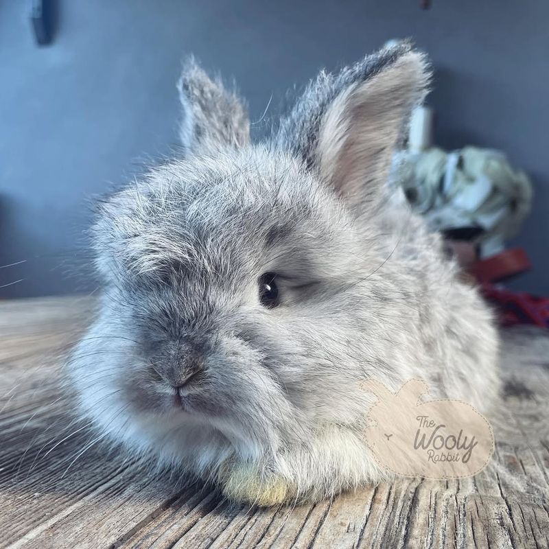 English Angora