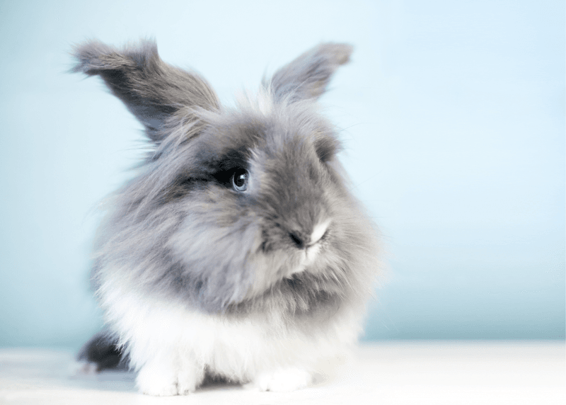 Lionhead