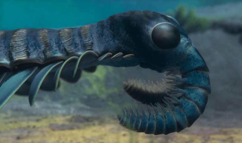 Anomalocaris