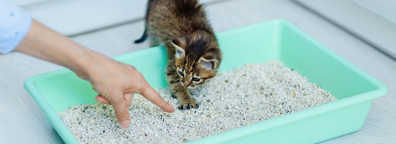Litter Box Training